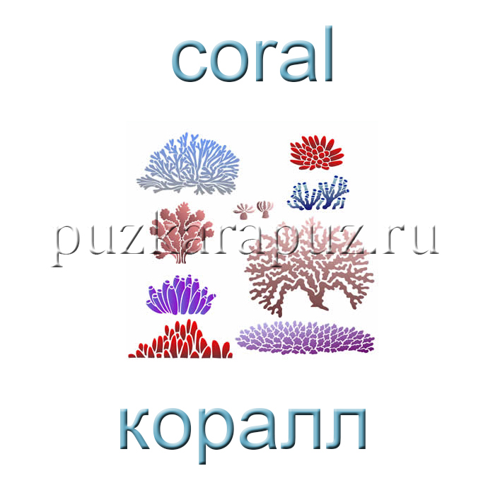 Морские животные на английском