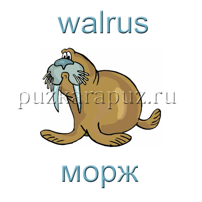 Морские животные названия