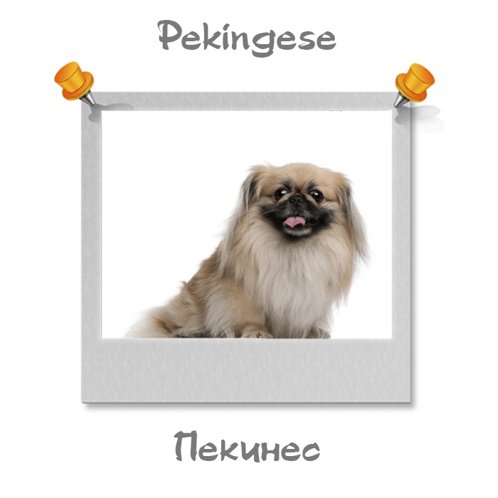Описание собаки на английском