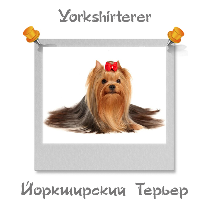 Породы собак на английс языке