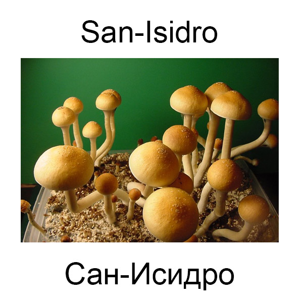Грибы