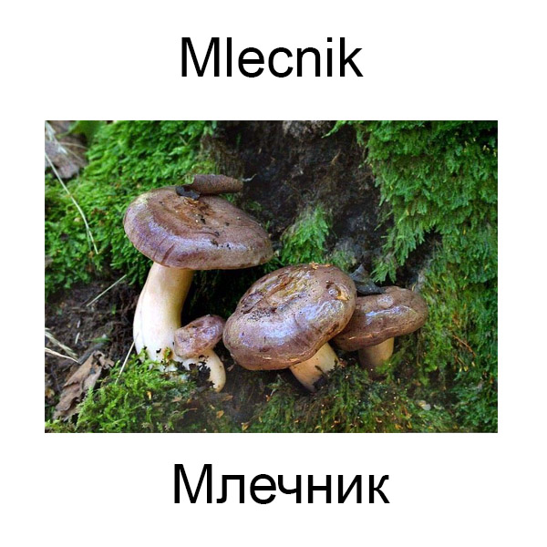 Виды грибов на английсуом