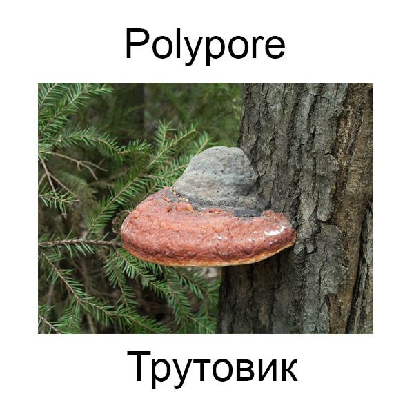 Ягоды и грибы на английском