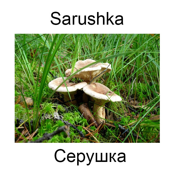 Грибы