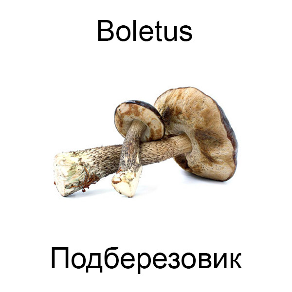 Грибы
