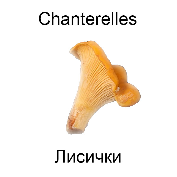 Грибы