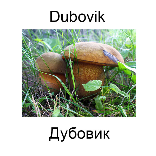 Ягоды и грибы на английском