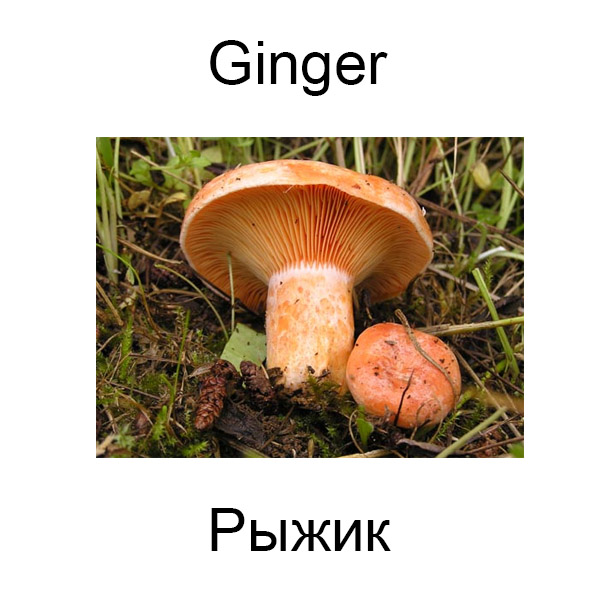 Виды грибов на английсуом