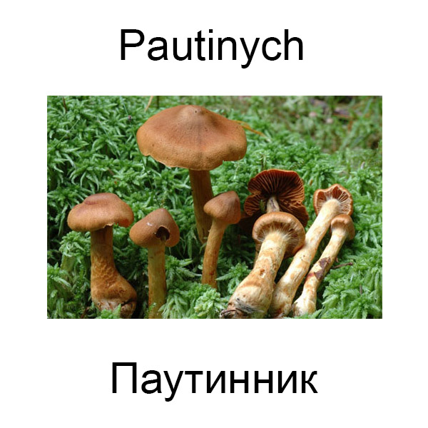 Ягоды и грибы на английском