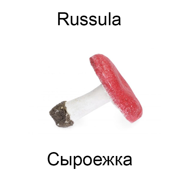 Ягоды и грибы на английском