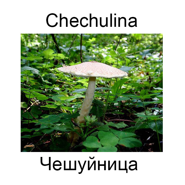 Ягоды и грибы на английском