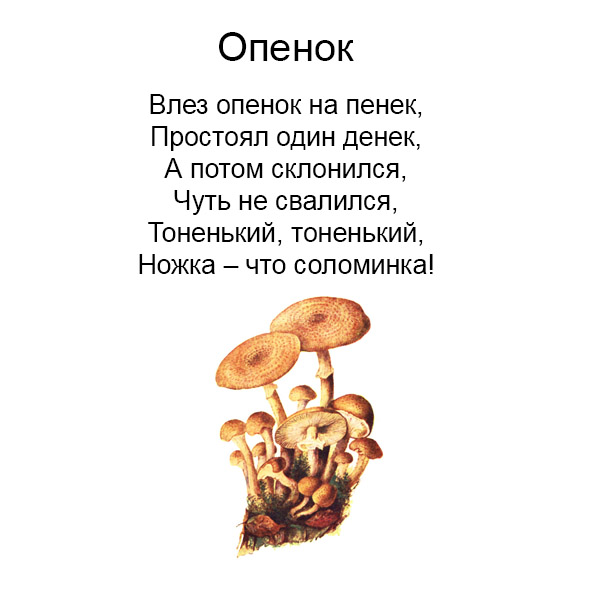 Виды грибов на английсуом