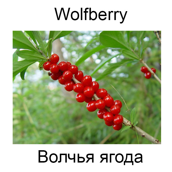 Виды грибов на английсуом