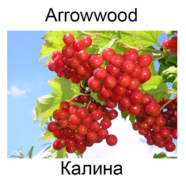 Ягоды и грибы на английском