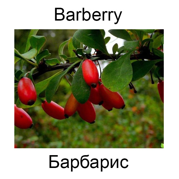 Виды грибов на английсуом