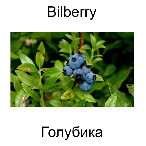 Грибы