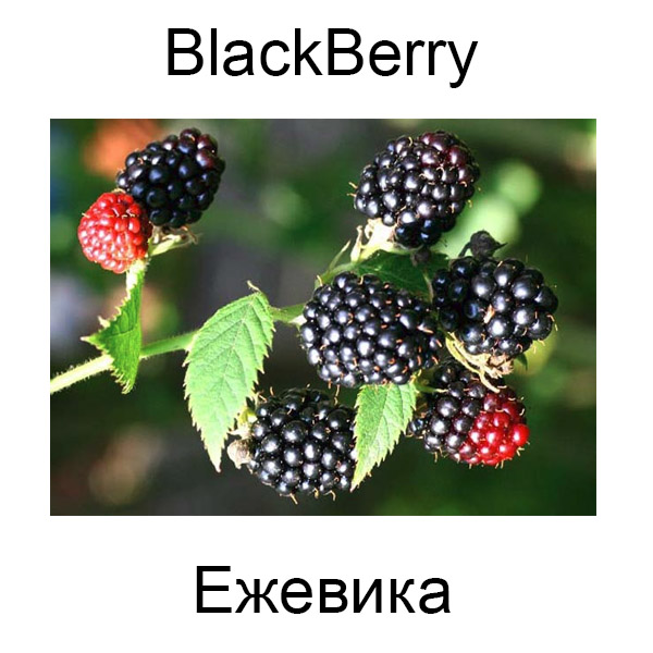 Виды грибов на английсуом