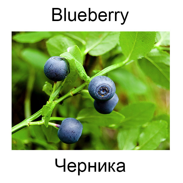 Виды грибов на английсуом