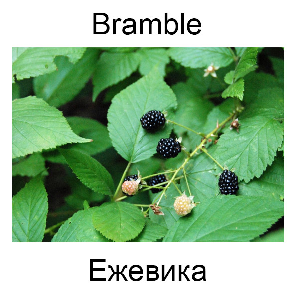 Ягоды и грибы на английском