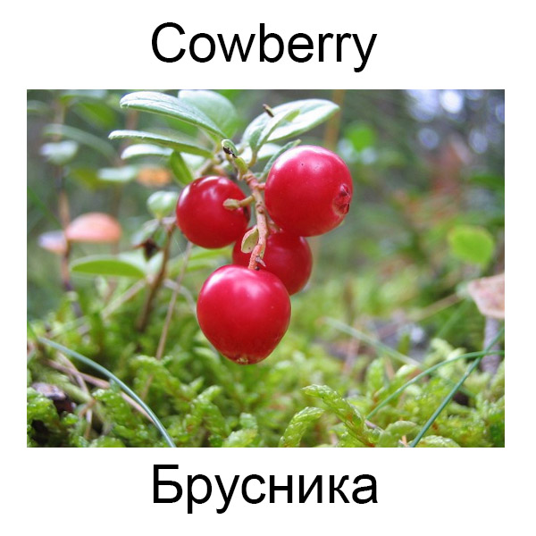 Ягоды и грибы на английском