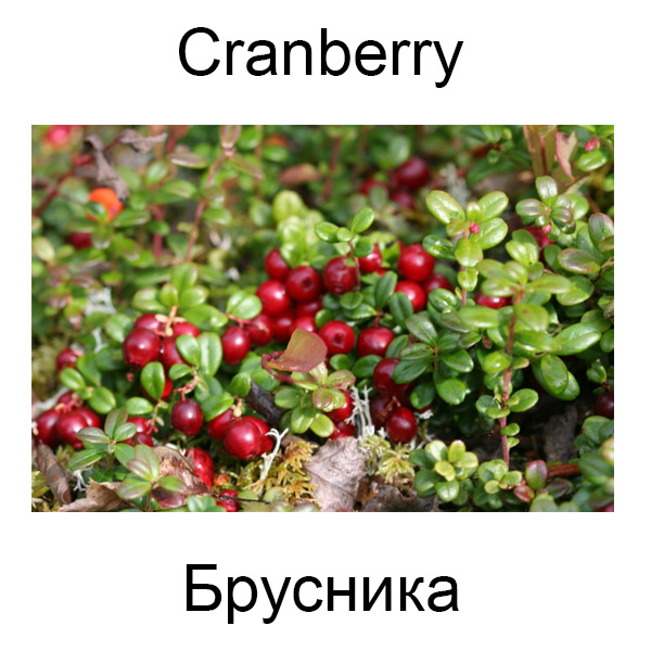 Виды грибов на английсуом