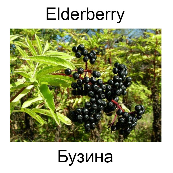 Грибы