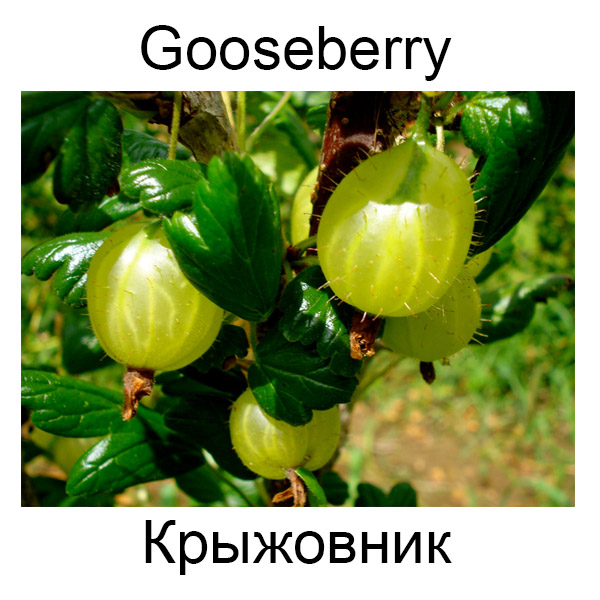 Виды грибов на английсуом