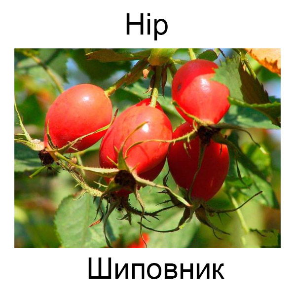 Грибы