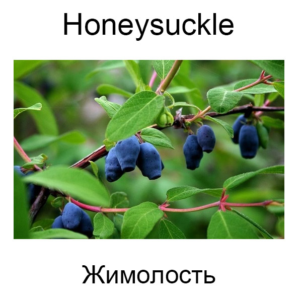 Ягоды и грибы на английском