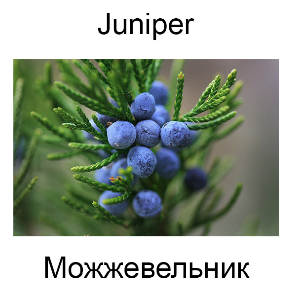 Виды грибов на английсуом