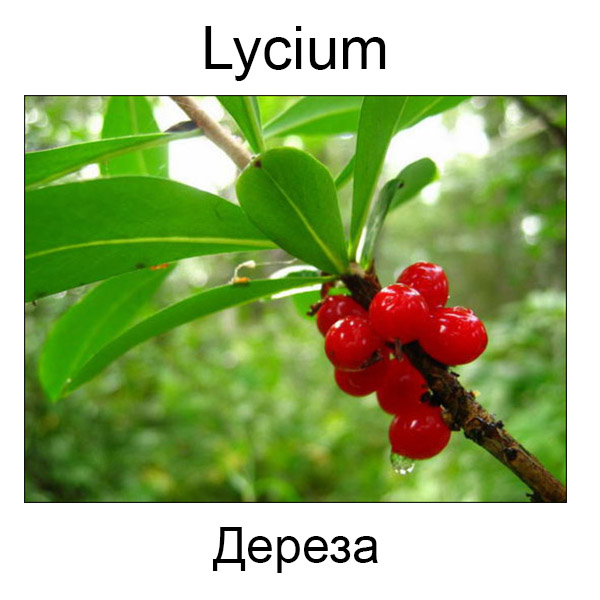 Ягоды и грибы на английском