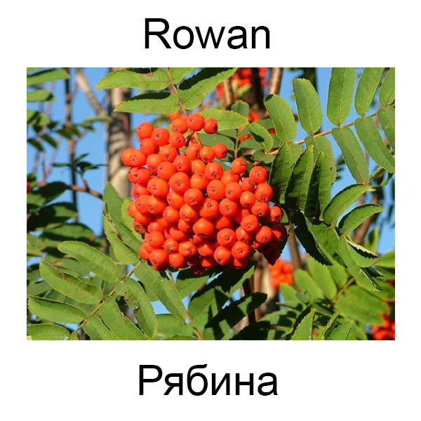 Грибы