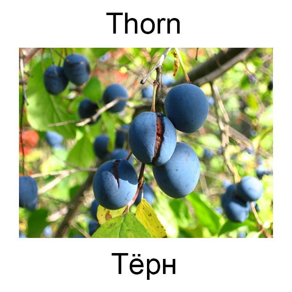 Грибы