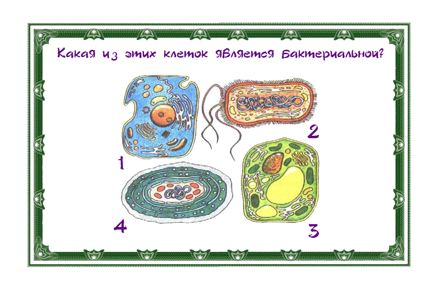 Бактерии