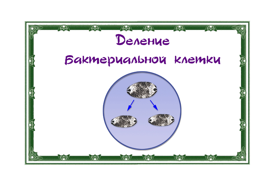 Строение и виды бактерии